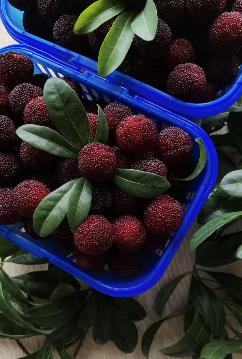 有机蔬菜种植：从新手到高手的种植指南